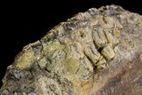 Hadrosaur Jaw Section With Tooth Battery #97048-5